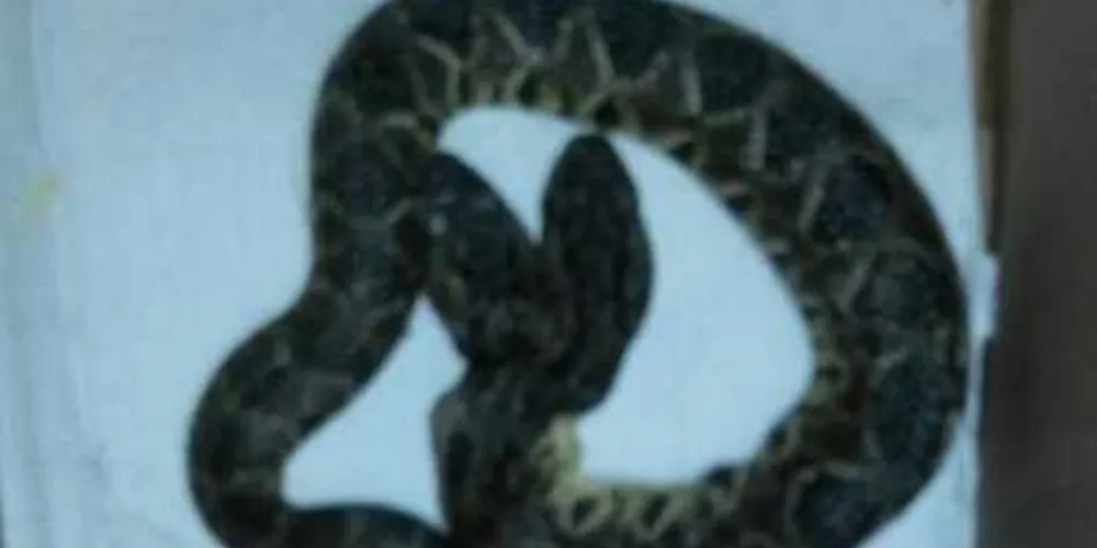 Imagem ilustrativa da imagem Cobra nasce com duas cabeças em 'zoo' de Cascavel