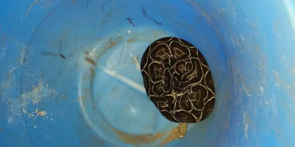 Imagem ilustrativa da imagem Polícia Ambiental captura cobra em bairro de PG