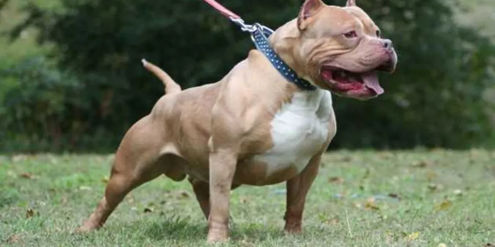 Cão da raça pittbull atacou a mulher em ao menos três partes do corpo