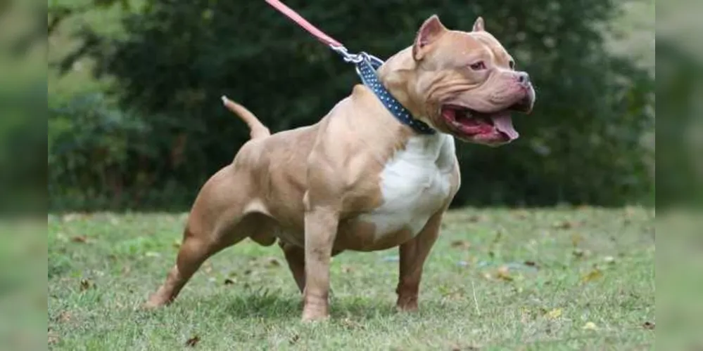 Cão da raça pittbull atacou a mulher em ao menos três partes do corpo