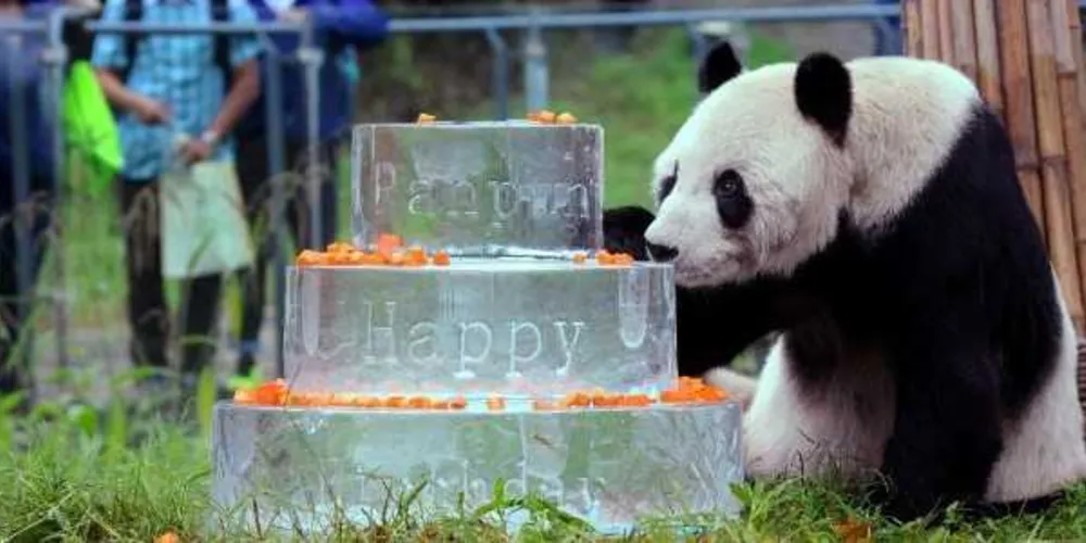 Imagem ilustrativa da imagem Morre Pan Pan, o panda macho mais velho do mundo