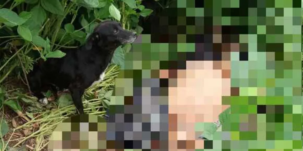 Imagem ilustrativa da imagem Cachorro fica ao lado de corpo do dono morto em Rio Azul