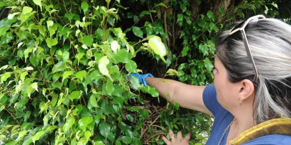 É preciso estar atento para evitar o Aedes aegypti, reforçando os cuidados necessários na residência fixa