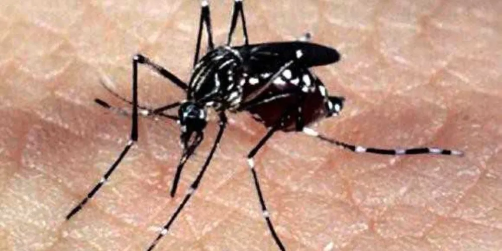 Especialistas acreditam que casos de chikungunya devem aumentar