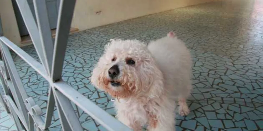 Vereadora ressalta que além dos animais, cidadãos também são feridos com a solta de fogos