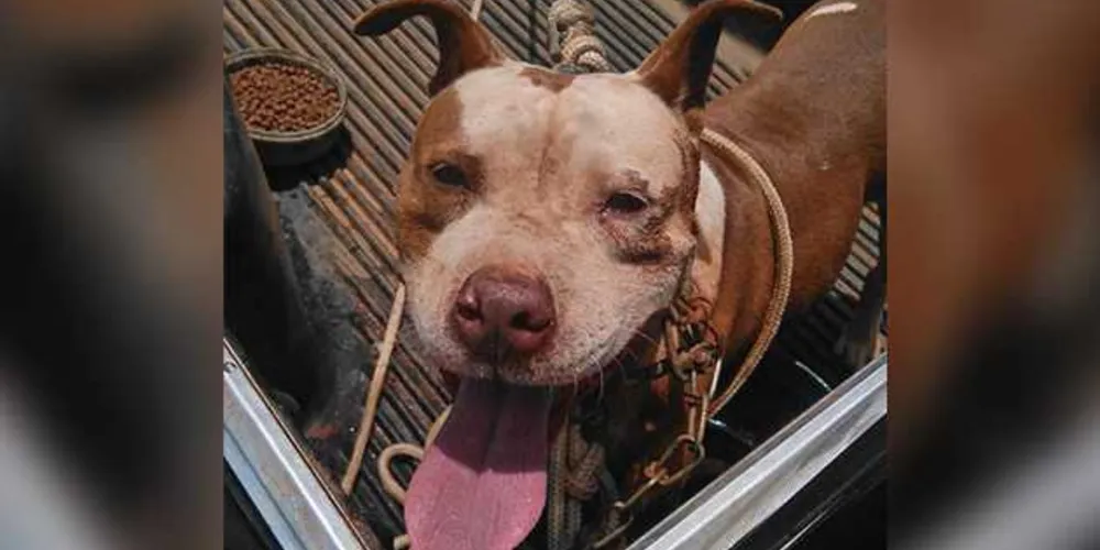 Animal foi localizado nas proximidades do Canil Lar