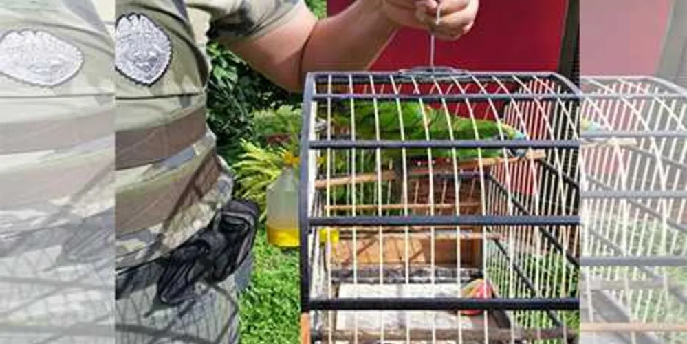Animal foi encontrado dentro de uma casa na Palmeirinha