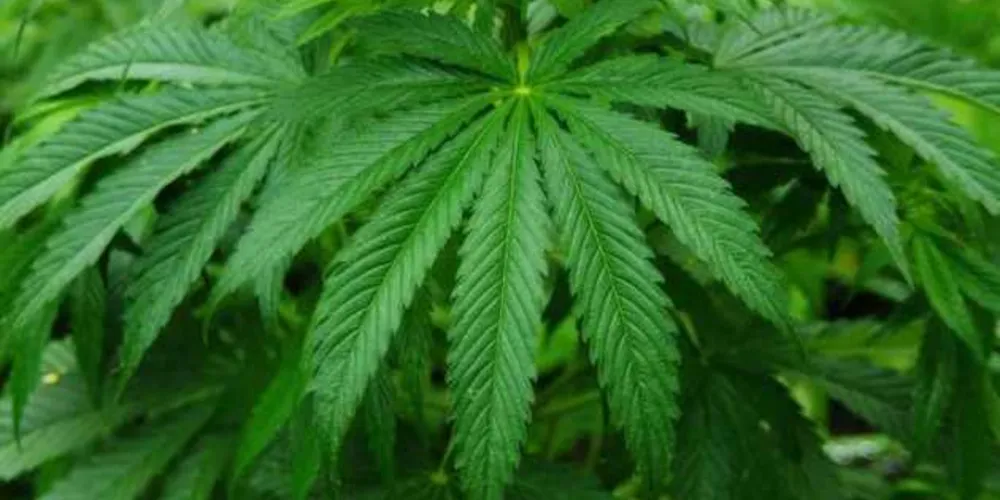 Imagem ilustrativa da imagem Remédio à base de maconha é aprovado pela Anvisa