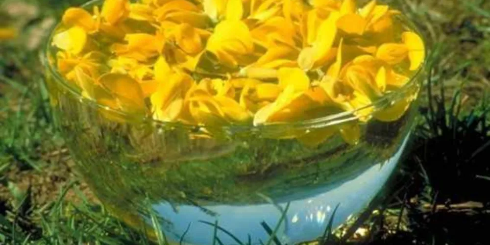 Imagem ilustrativa da imagem Você sabe o que são florais?