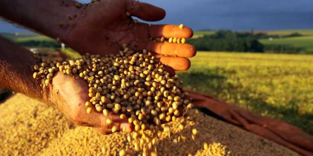O Paraná deve voltar a ser o campeão de produtividade na soja e no milho na safra de 2017