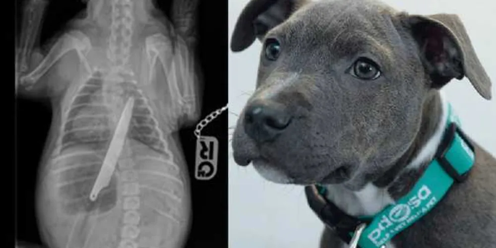 Imagem ilustrativa da imagem Cachorra sobrevive após engolir faca de 20 centímetros