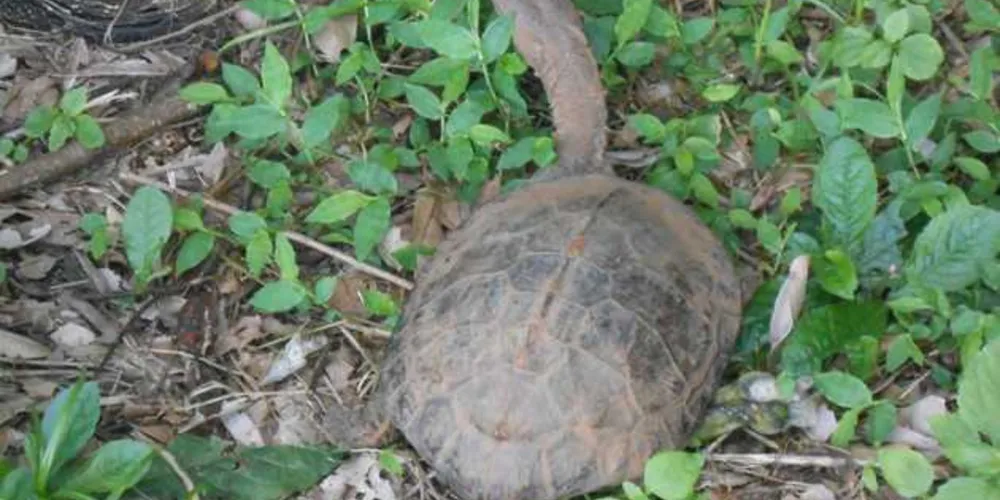 Animal foi recolhido e levado às proximidades do Rio Tibagi
