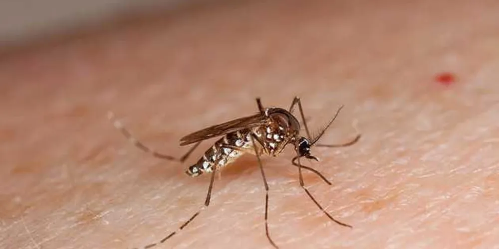 Imagem ilustrativa da imagem Doenças transmitidas pelo Aedes mataram 800 pessoas em 2016