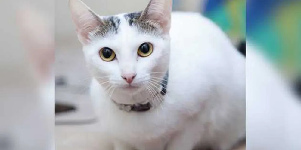 Imagem ilustrativa da imagem Gata ‘Branca’ mobiliza rede social após sumir na Nova Rússia