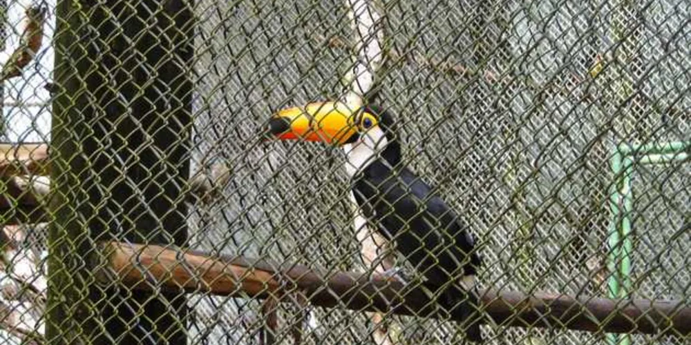 Imagem ilustrativa da imagem Parque mantido pela Klabin recebe licença do IAP