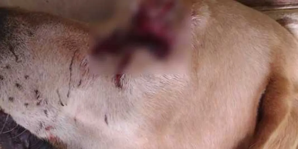 Imagem ilustrativa da imagem Polícia procura bandido que fura olho de animais