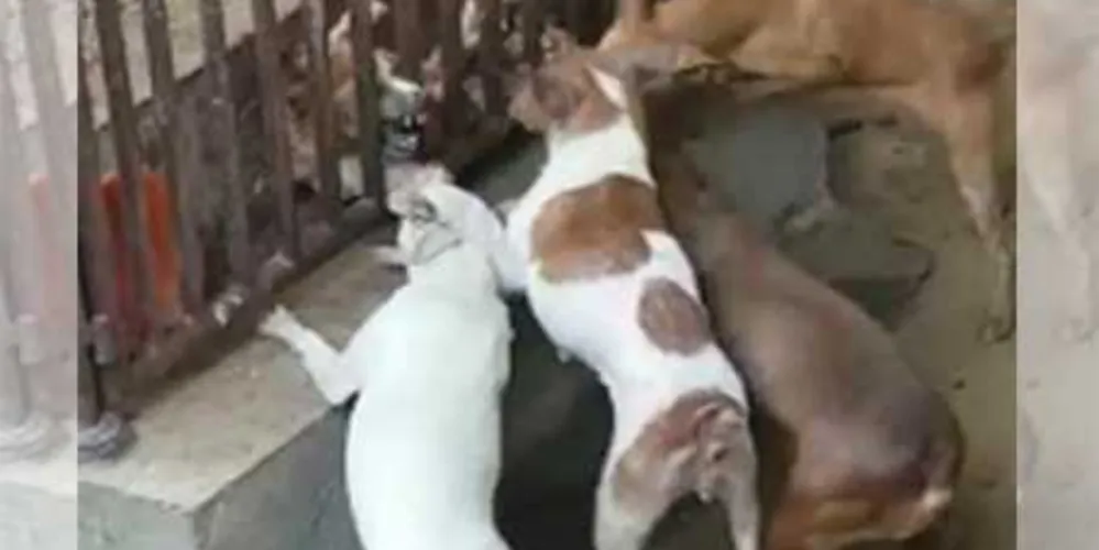 Imagem ilustrativa da imagem Dona viaja e protetores resgatam 32 cães em situação de abandono