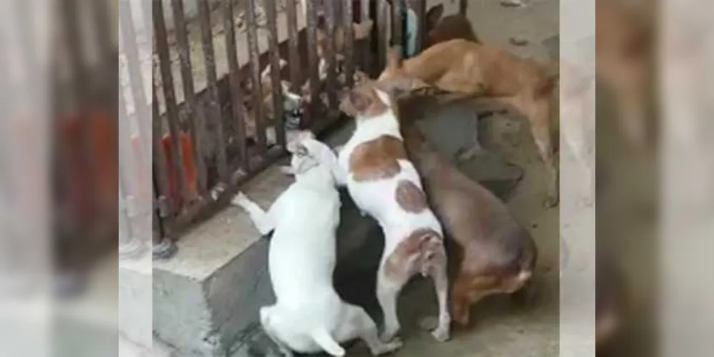 Imagem ilustrativa da imagem Dona viaja e protetores resgatam 32 cães em situação de abandono