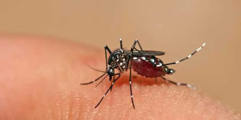 Imagem ilustrativa da imagem Porto Amazonas agenda mutirão contra a dengue