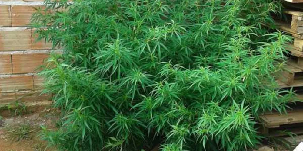 Imagem ilustrativa da imagem Plantação de maconha é achada em terreno baldio no PR