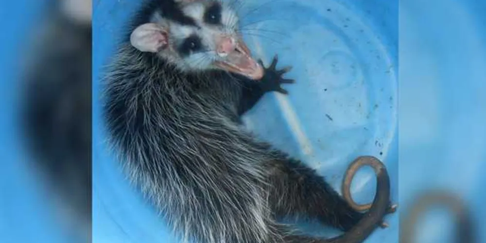 Animal foi capturado e levado a uma área de mata