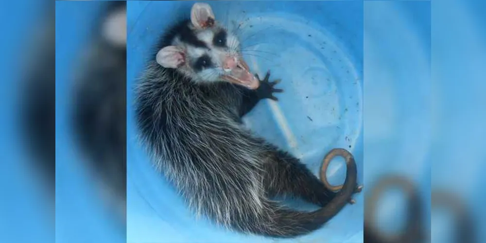 Animal foi capturado e levado a uma área de mata