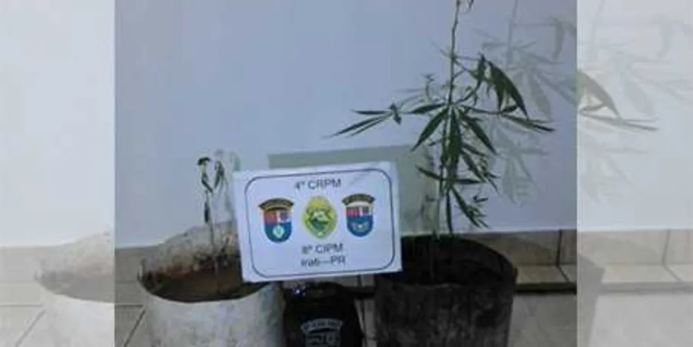Pés de maconha foram apreendidos no Jardim das Américas