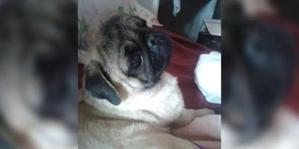 Animal sofre com vários problemas de saúde