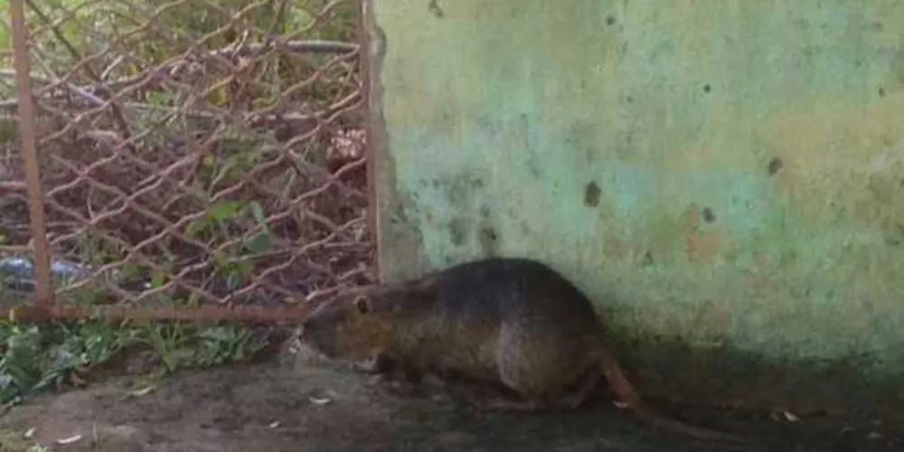 Imagem ilustrativa da imagem Rato 'gigante' é capturado por Bombeiros em Apucarana
