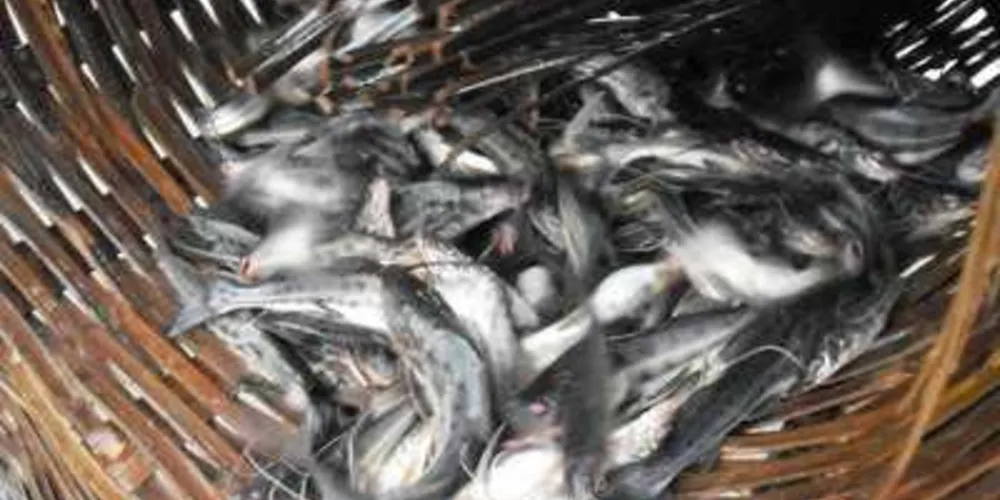 Imagem ilustrativa da imagem Proibição de pesca de espécies nativas termina terça-feira