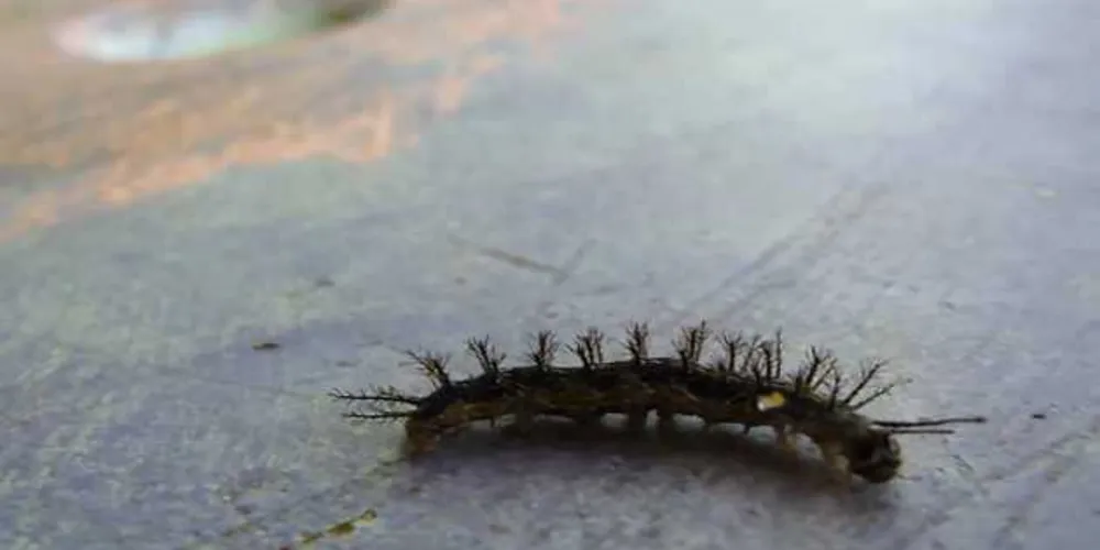 Imagem ilustrativa da imagem Paraná firma parceria com Instituto Butantan para produção de soro