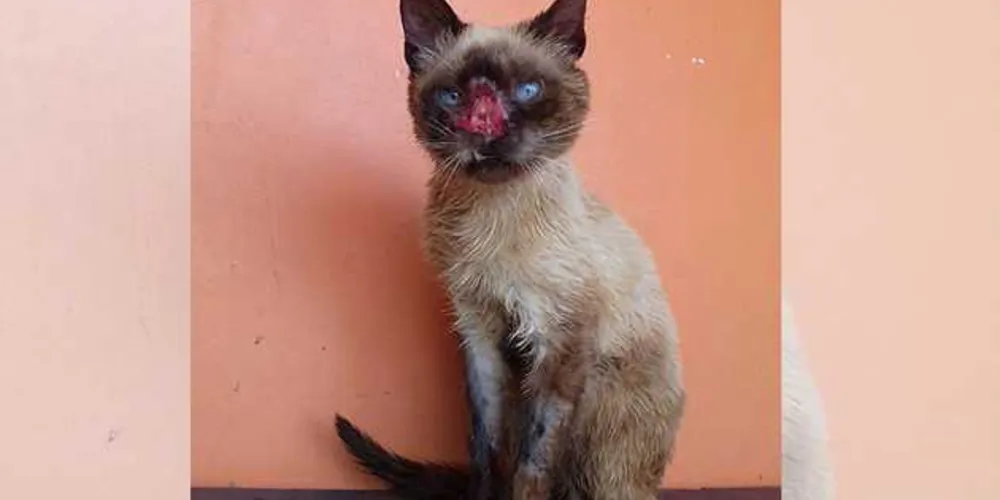 Imagem ilustrativa da imagem Internauta de PG retrata história de maus tratos à animal