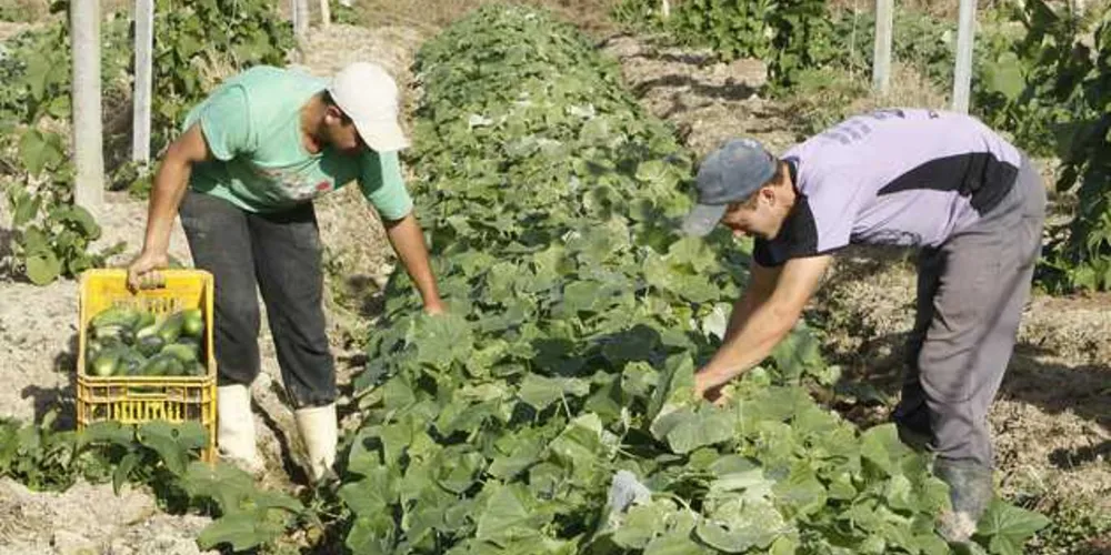 Imagem ilustrativa da imagem Agropecuária é o motor de crescimento no PR