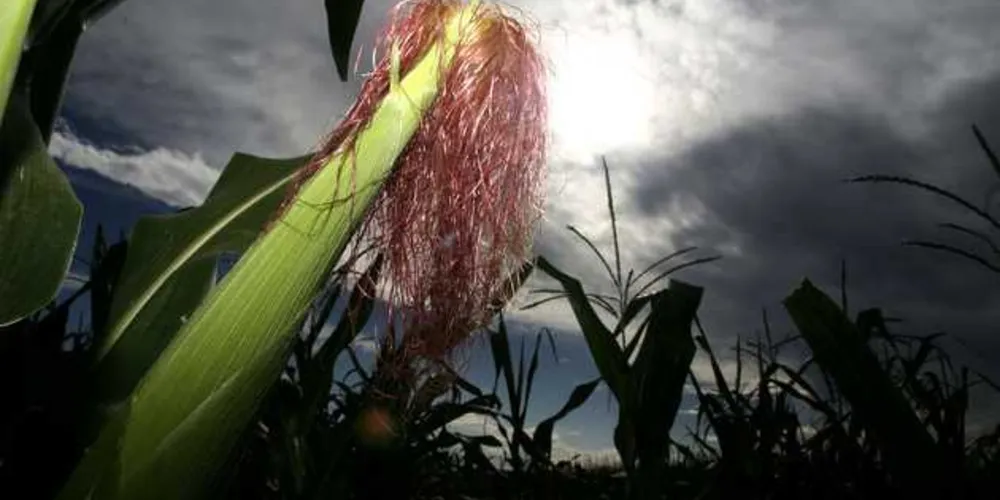 Em uma comparação direta, com o mesmo período de 2016, o produto que teve a maior queda nos preços é o feijão