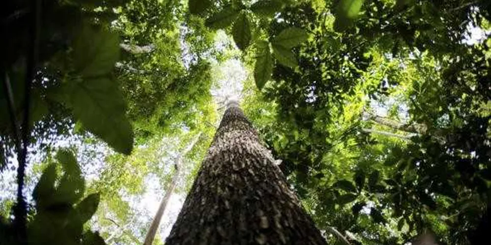 Imagem ilustrativa da imagem Código Florestal ainda tem pontos a implementar