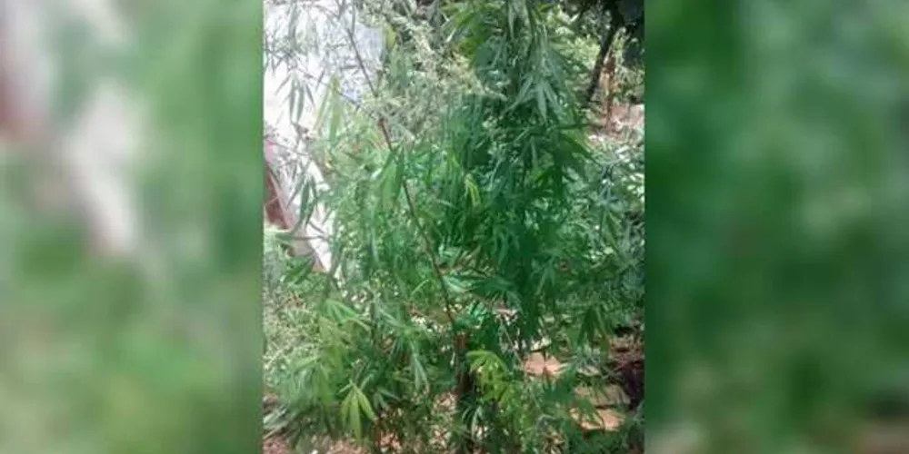 Imagem ilustrativa da imagem Polícia prende suspeito de cultivar maconha na região