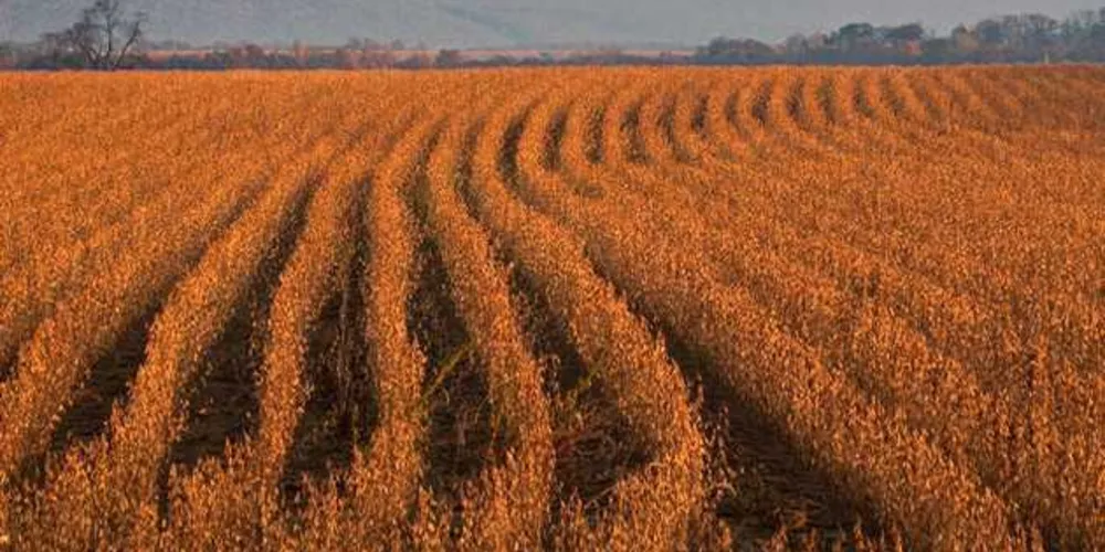 Agricultura prevê safra de 19 milhões de toneladas de soja /Foto: Visual Hunt/ Divulgação/Canal Rural