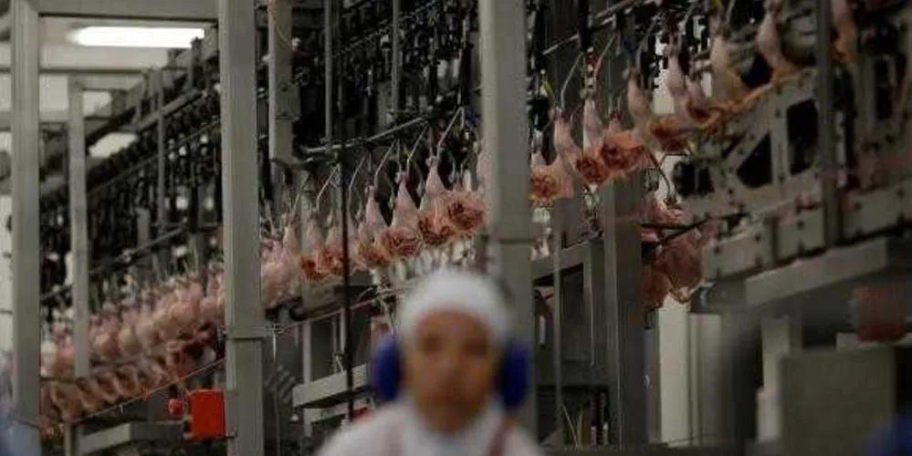 Imagem ilustrativa da imagem Países anunciam volta de importação de carne brasileira