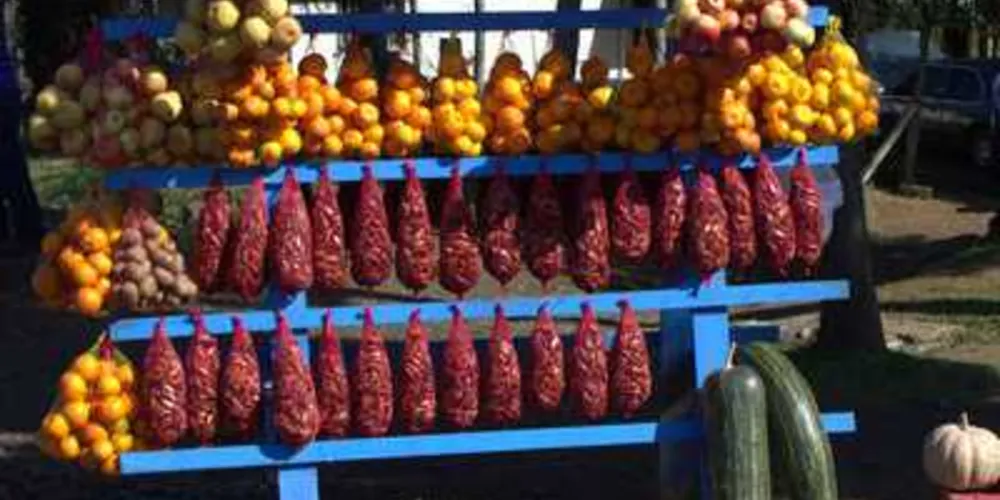 Colheita e venda do pinhão são proibidas até sexta-feira / Foto: IAP