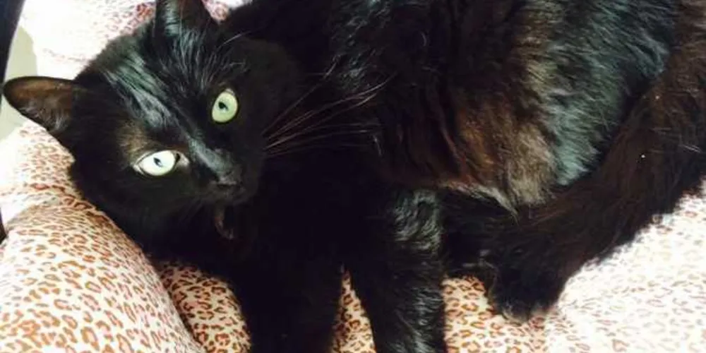 Animal responde pelo nome de Magali e é castrada