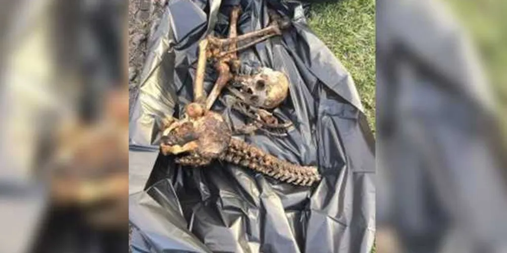 Imagem ilustrativa da imagem Polícia encontra ossada humana em São Mateus do Sul