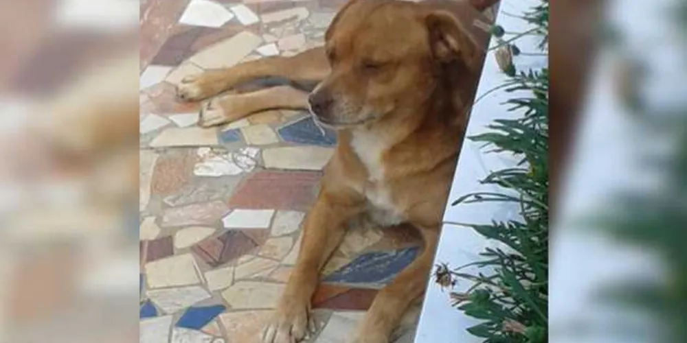 Imagem ilustrativa da imagem Família procura por cão desaparecido no Rio Verde