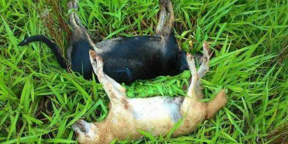 Imagem ilustrativa da imagem Moradores realizam protesto contra morte de cães