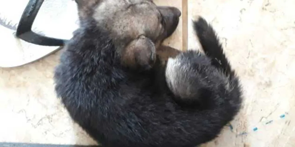 Animal desaparecido atende pelo nome de ' Nenê'