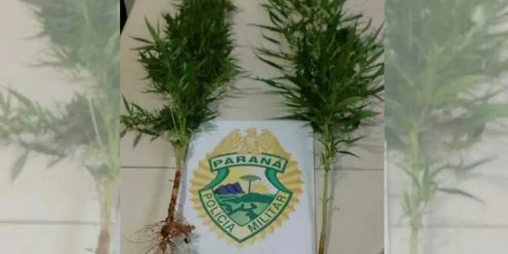 Imagem ilustrativa da imagem Denúncia anônima termina com apreensão de pés de maconha