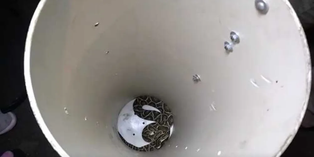 Imagem ilustrativa da imagem Cobra é capturada dentro de cadeia em Ponta Grossa