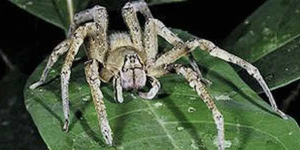 Imagem ilustrativa da imagem Veneno de aranha pode gerar remédio para disfunção erétil