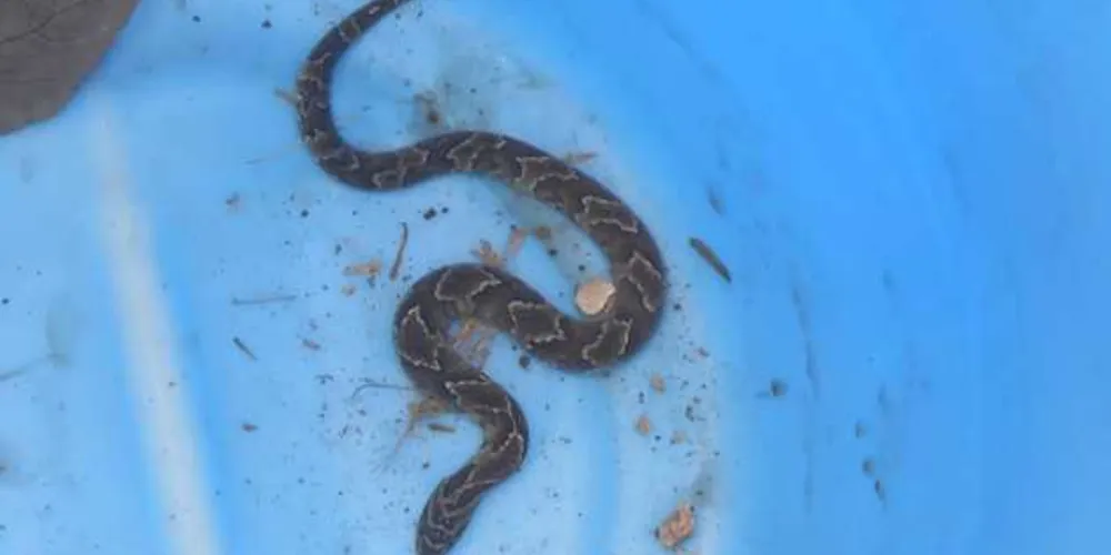 Foto: Divulgação/PMA