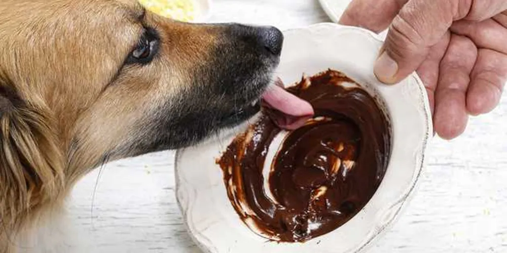 Imagem ilustrativa da imagem Ingestão de chocolate pode ser prejudicial aos cães