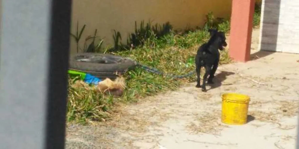 Segundo a GM, os animais foram encaminhados para o Canil Municipal